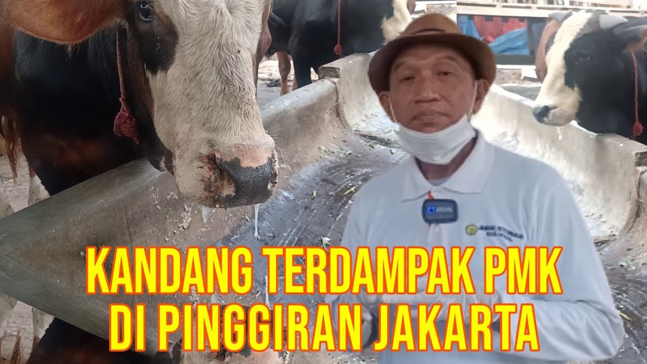 
                                 Wabah-PMK-Sapi-Tangerang